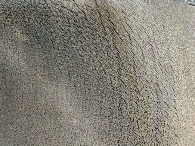 Пневмобаллон левый передний Range Rover 3 L322